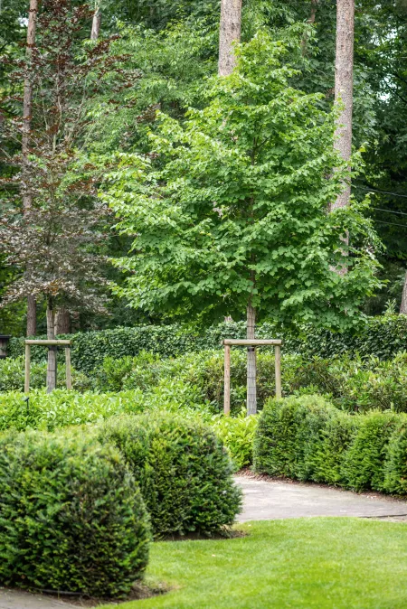 Aangelegde, groene bostuin met beplanting