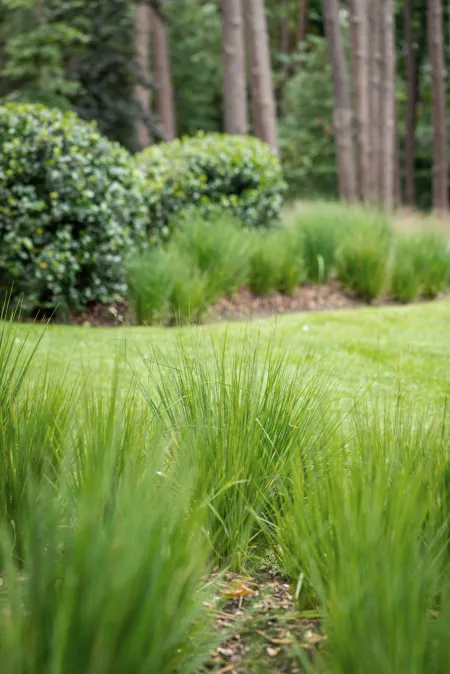 Beplanting en grasveld bostuin bonheiden