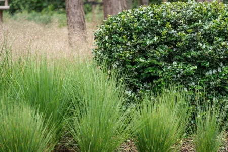 Beplanting en bomen bostuin bonheiden