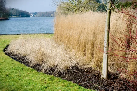 Aanplanting aan meer