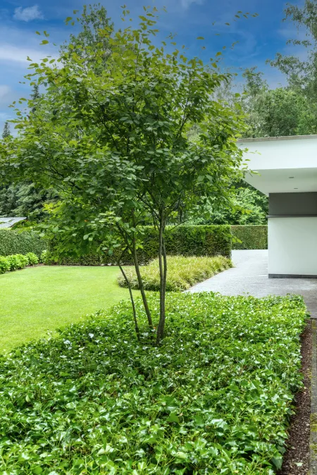 moderne villa met groene, aangeplante tuin