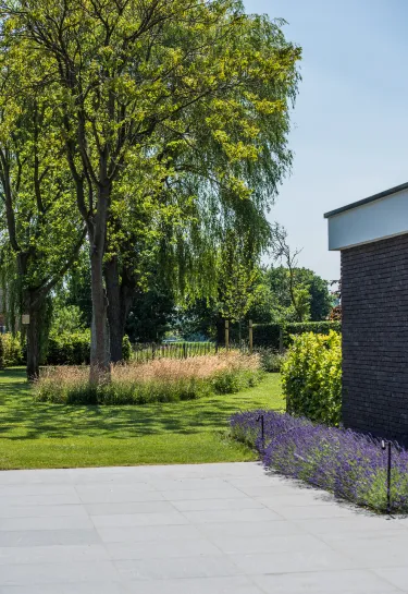 lavendel en maaibeheer